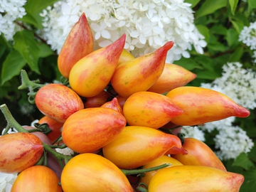 Сладкий крем (Sweet cream) сорт томата