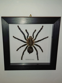 Паук-Птицеяд в рамке