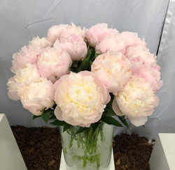 Пион Флоренс Николс 3-5 почек Закупка М81 октябрь 2026