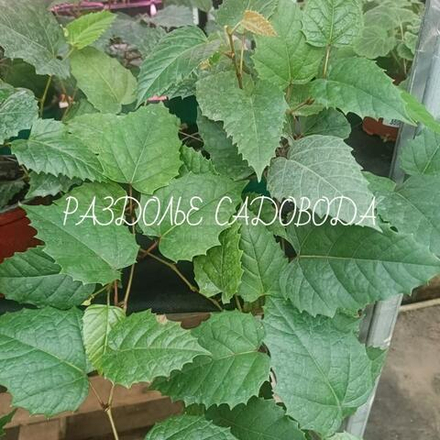 Циссус (берёзка)