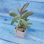 Senecio Crassissimus (Крестовник)