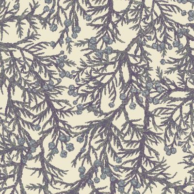 Ветки можжевельника с ягодами