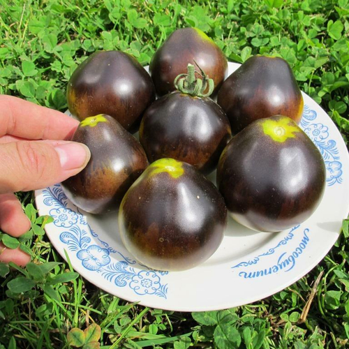 Помидоры Flanders Contrast - Фландерс Контраст