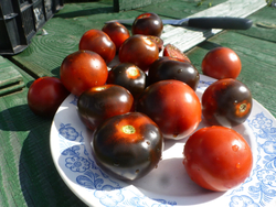 Помидоры - Blue Chocolate - Синий Шоколад