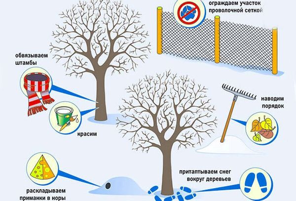 Как защитить сад от мышей: советы опытных садоводов
