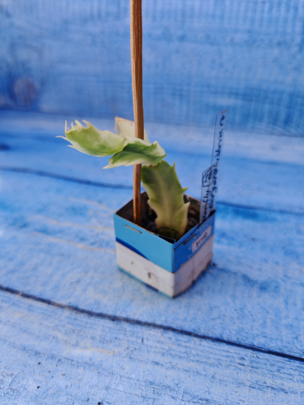 Schlumbergera cv. Madam Butterfly f. variegata (Шлюмбергера)