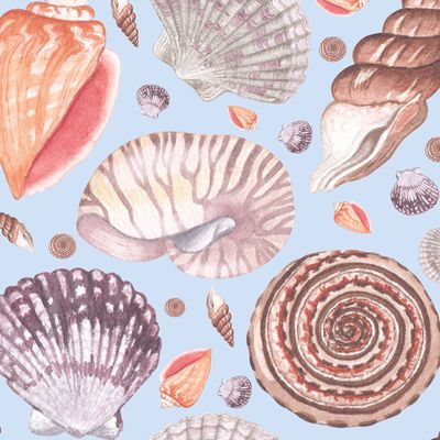 морские ракушки на голубом фоне