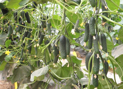 Огурец Гилрой F1 7шт ВитаГрин ЭКСТРА