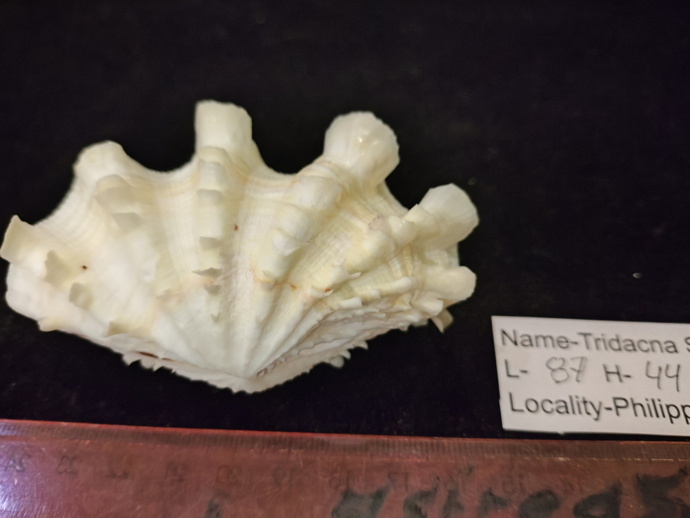 Тридакна Сквамоса "90-110 -125 мм"