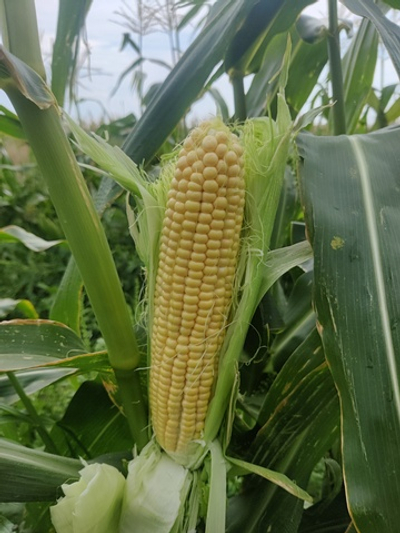 Кимбер Корн F1 семена кукурузы ( Yuksel Tohum / )