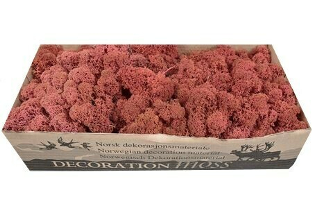 Мох ягель "Decoration" бордовый