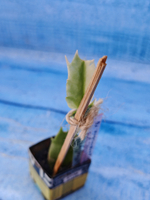 Schlumbergera cv. Madam Butterfly f. variegata (Шлюмбергера)