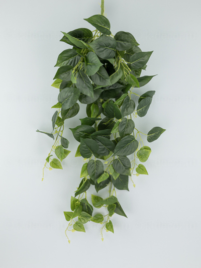 Ампельный Сциндапсус