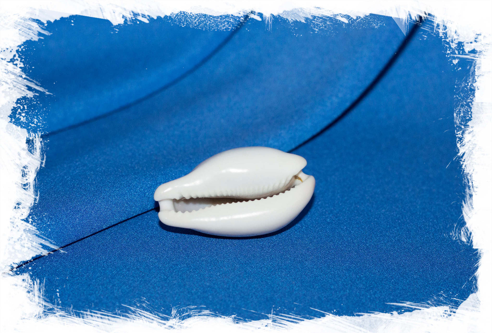 Ципрея спадицея, Neobernaya spadicea, Каштановая каури