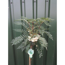 Рябина Пепл Меджик штамб 80 см Закупка М66 апрель 2026