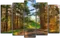 Модульная картина "Дорога в лесу"