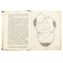 Сеченов И. М. Физиологические очерки. Конволют в 2.ч. № 8, № 9. СПб. Издание О. Н. Поповой. 1898