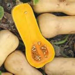 ХАВАНА F1 семена тыквы (Enza Zaden | Alexagro)