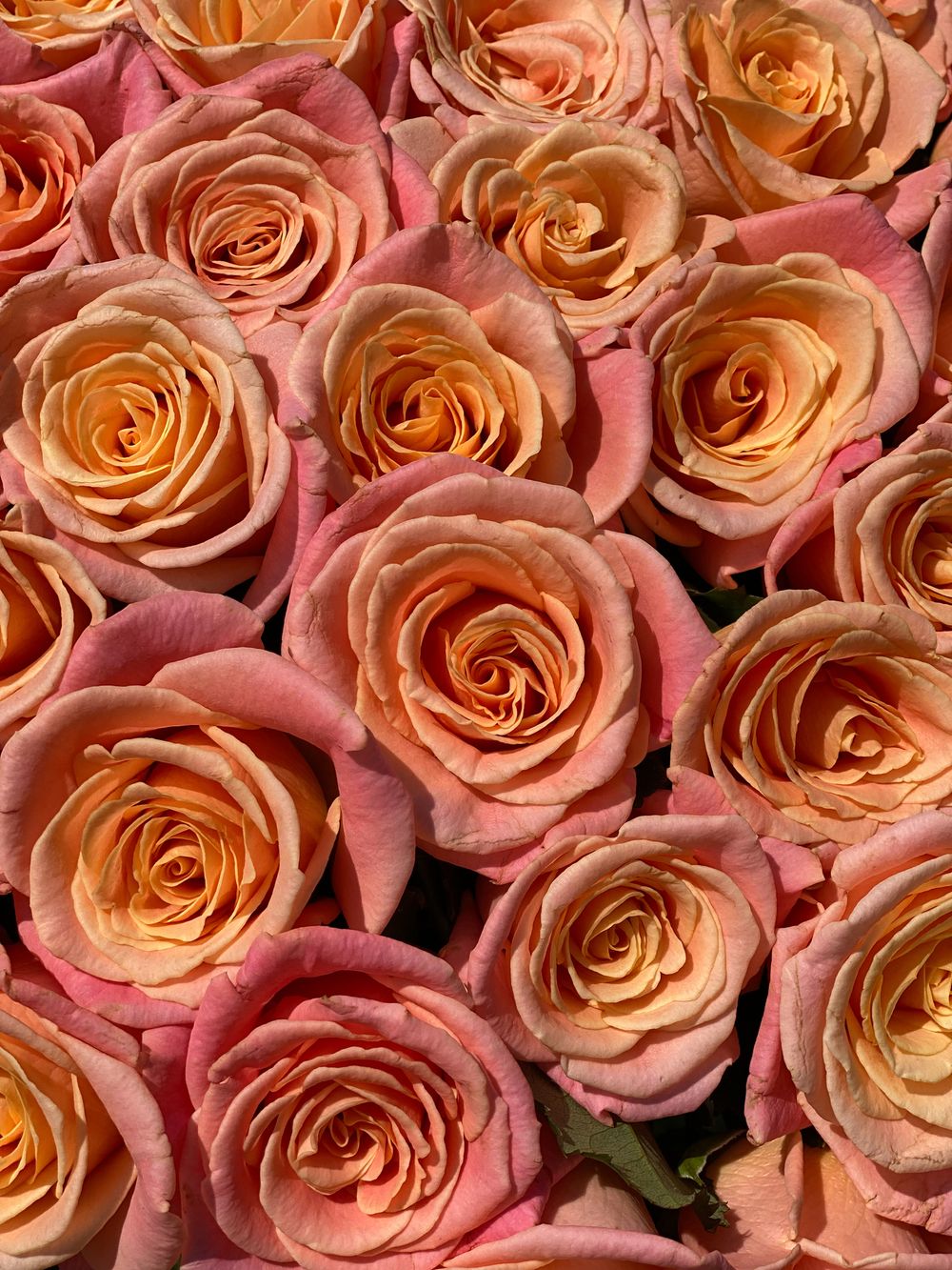 Букет Оранжевый моно 25 шт.