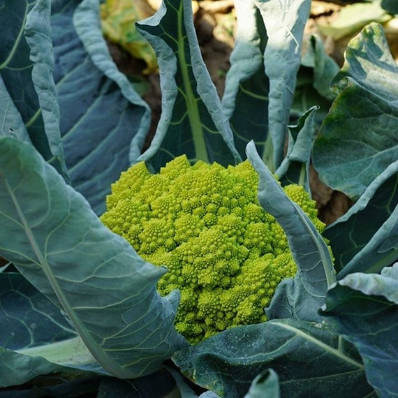 ПУНТОВЕРДЕ F1 семена капусты цветной Rijk Zwaan описание – фото 5