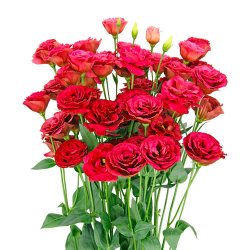 Эустома крупноцветковая Арена Ред