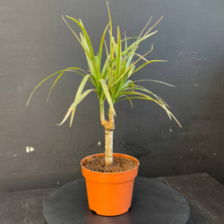 Драцена Маргината (Dracaena marginata) или Драконово дерево