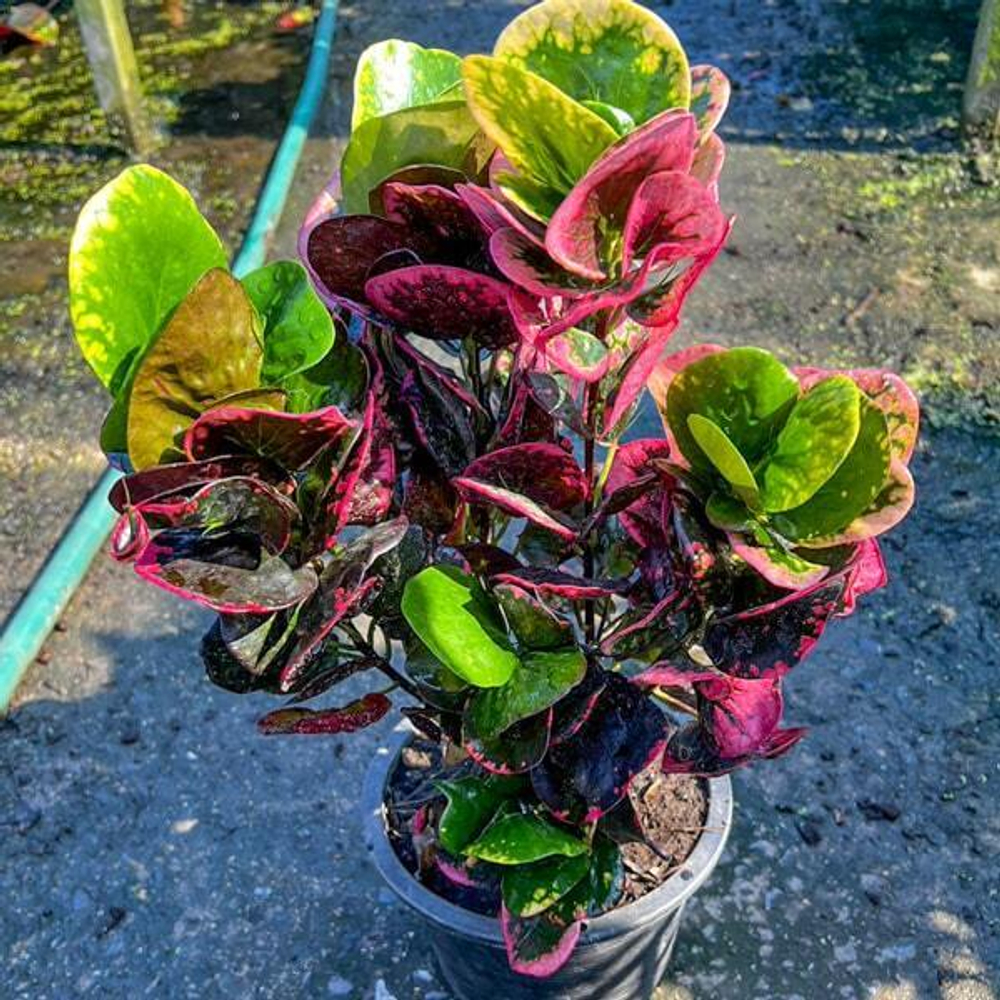 Кротон SRI SANGA