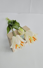 Тюльпаны лилиецветные / Арт 2521