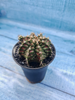 Gymnocalycium T-Rex Pink hybrid (Гимнокалициум T-rex)