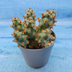 Tephrocactus Molinensis Red Glochids (Тефрокактус)