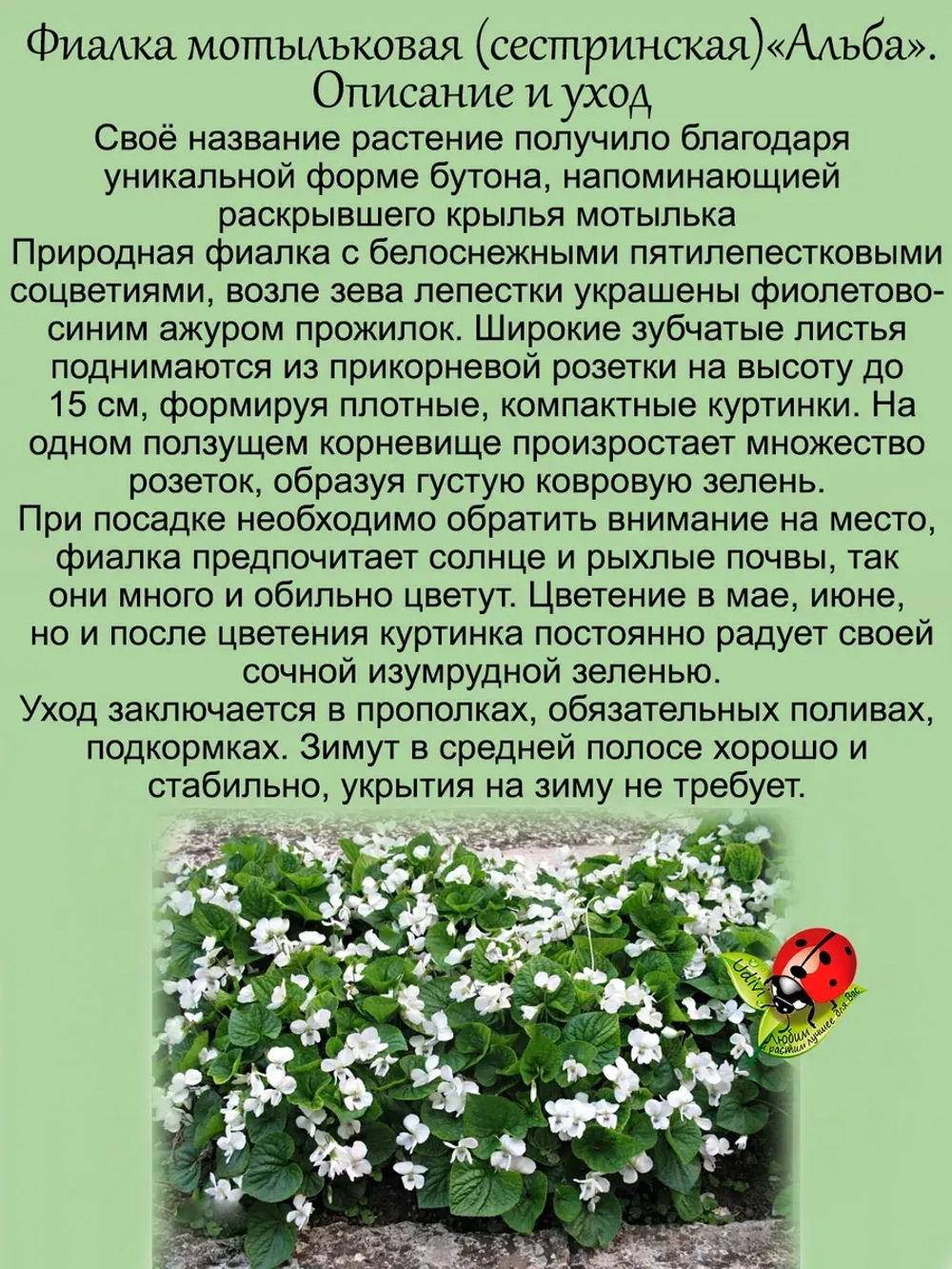 Фиалка мотыльковая Альба сестринская