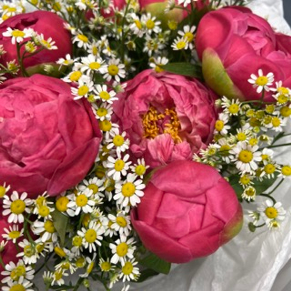 Букет "пион Корал Сансет и Матрикария" #73