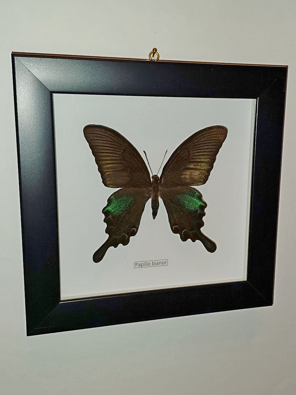 Бабочка Papilio bianor triumphator в рамке