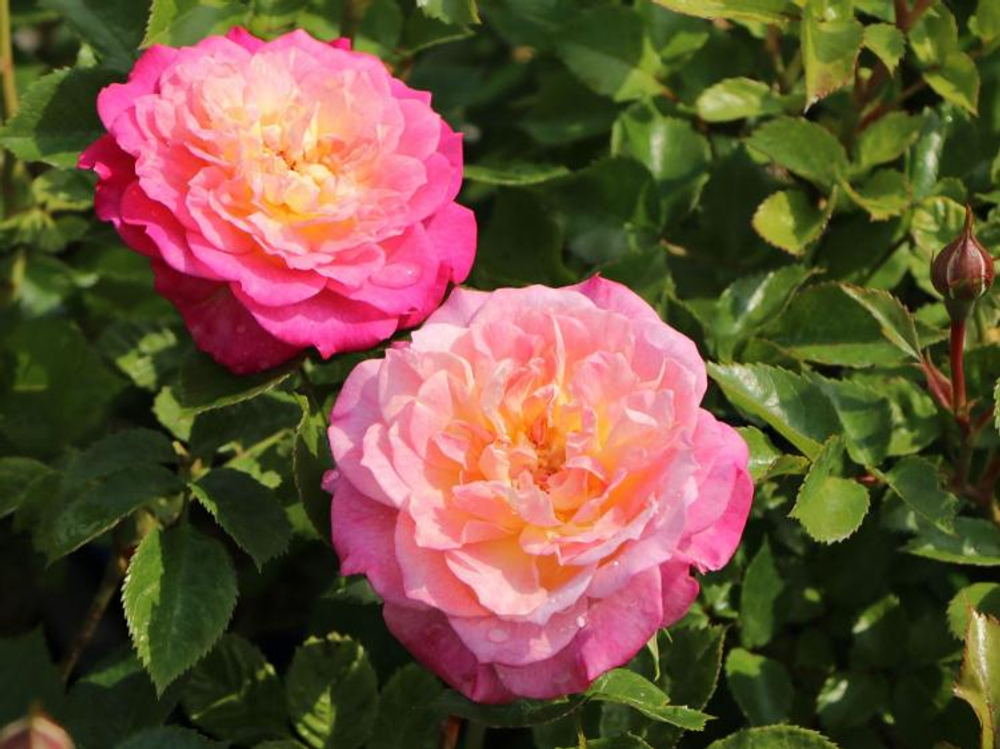 Роза Кантри герл С7 Закупка М57 июнь 2026