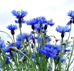 Василёк махровый