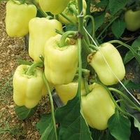 Перец кубовидный