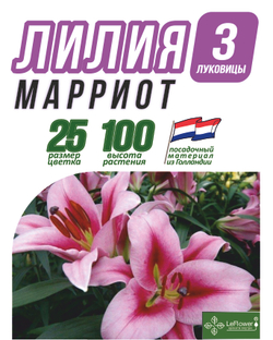 Лилия Луковица, Марриот, разбор 20/24, 3 шт
