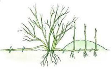 Размножаем смородину отводками: наш маточный метод с фото-инструкцией