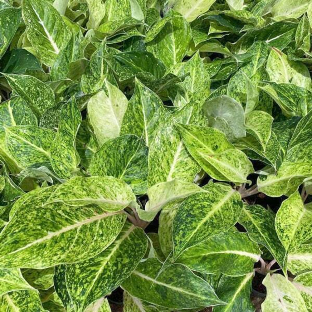 Аглаонема LAK SAB THONG