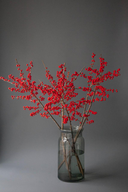 Илекс красный