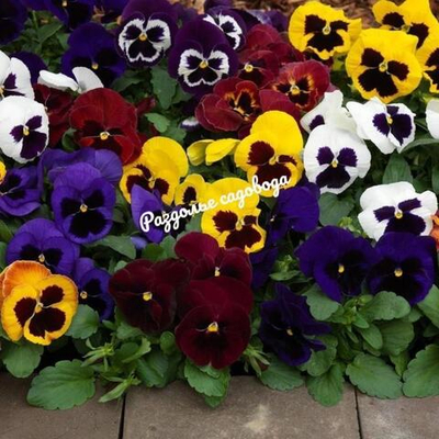 Виола F1 крупноцветковая (цена за 6 штук)