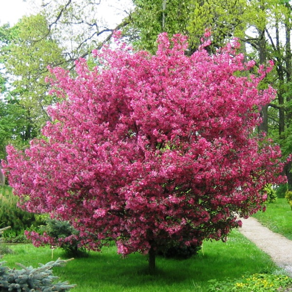 Яблоня Незвецкого