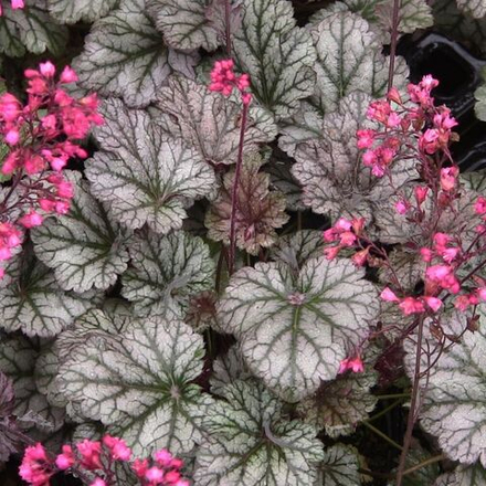 Гейхера Глиттер