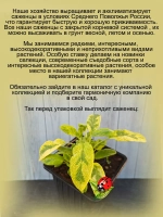 Шалфей Иктерина вариегатный золотой