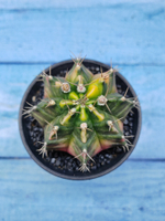 Gymnocalycium Variegata (Гимнокалициум Вариегатный)