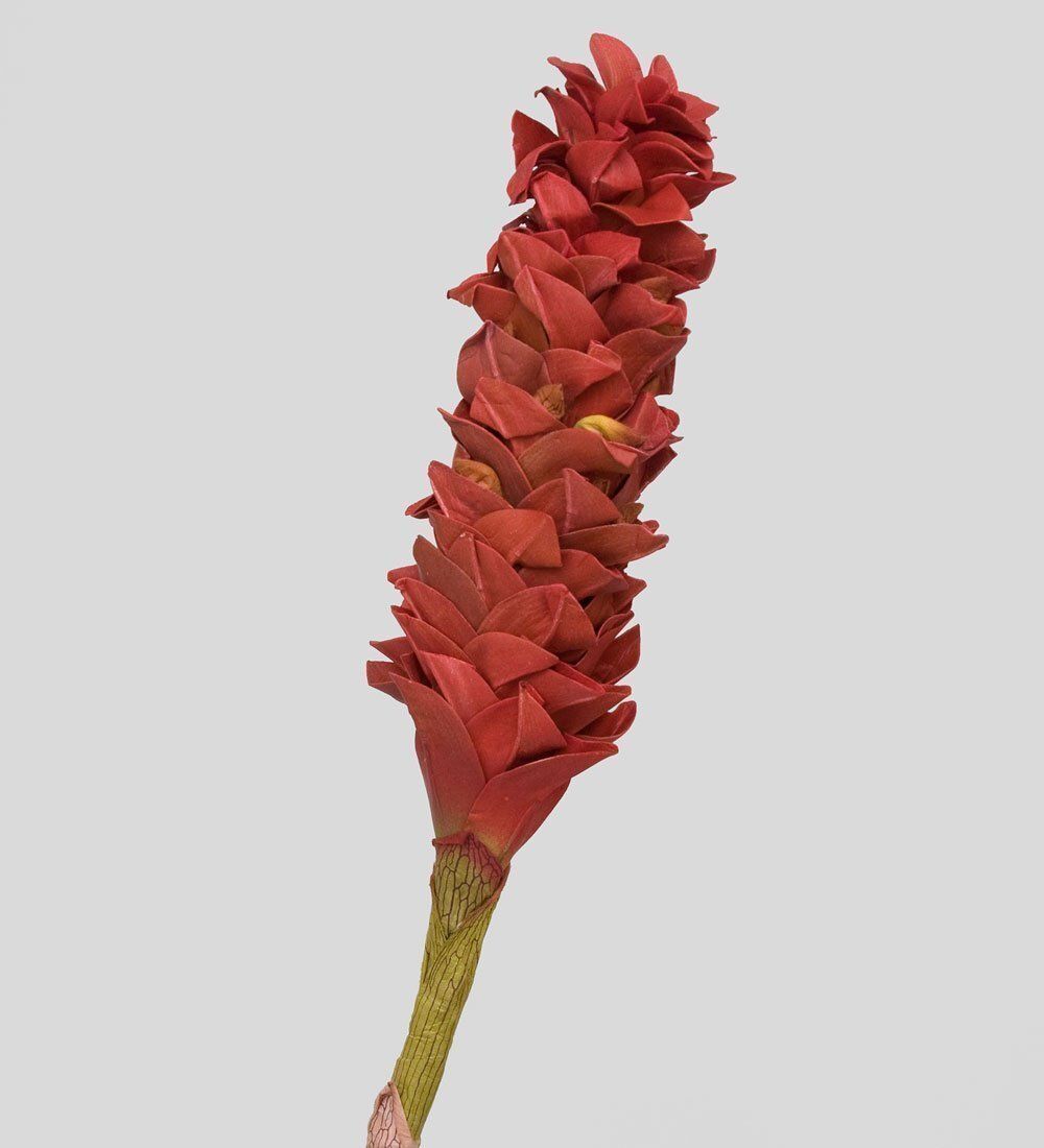 TR 566L Цветок имбиря