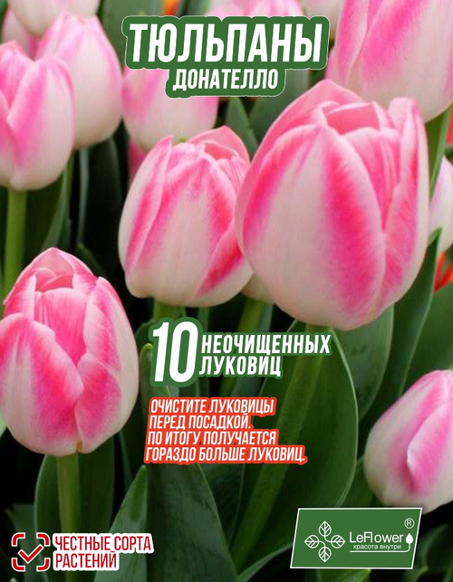 тюльпан донателло10