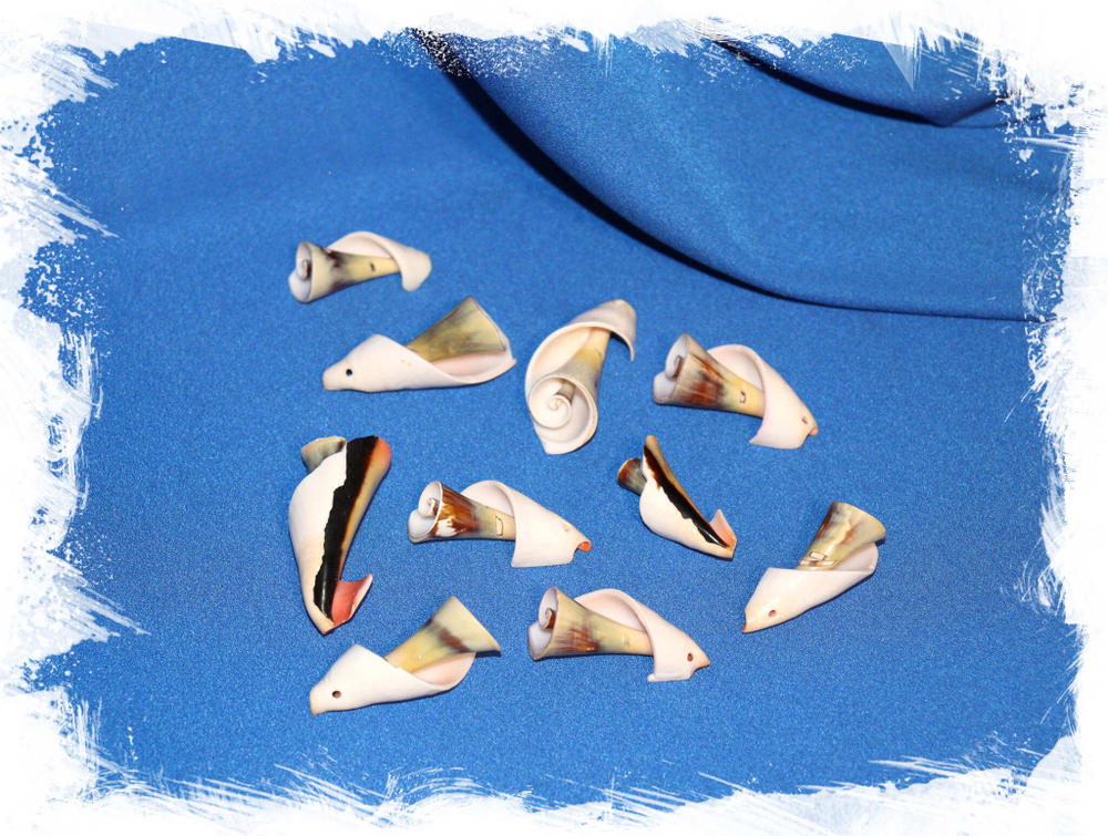 Спиральные завитки ракушек с отверстием для украшений