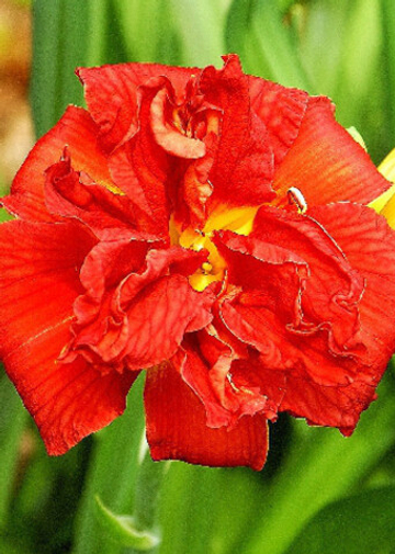 Лилейник Дабл Файркрекер