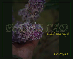 Сирень Сенсация